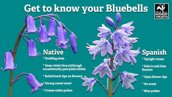 Know Your Bluebells